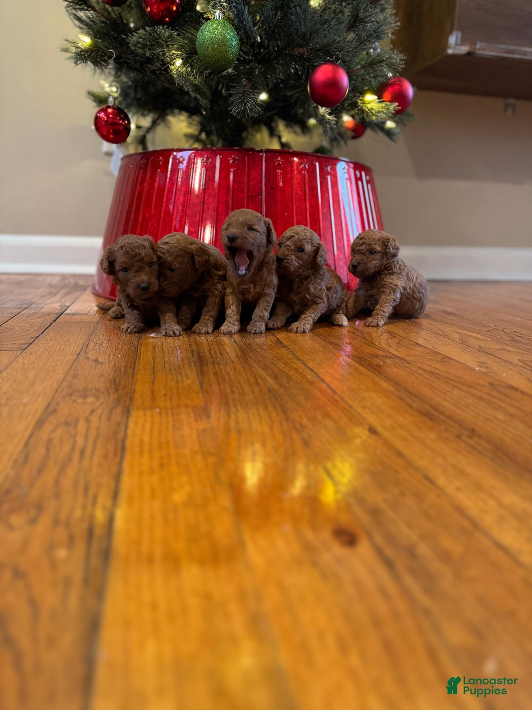Mini Goldendoodle dogs for sale: Orange  - Ad 3