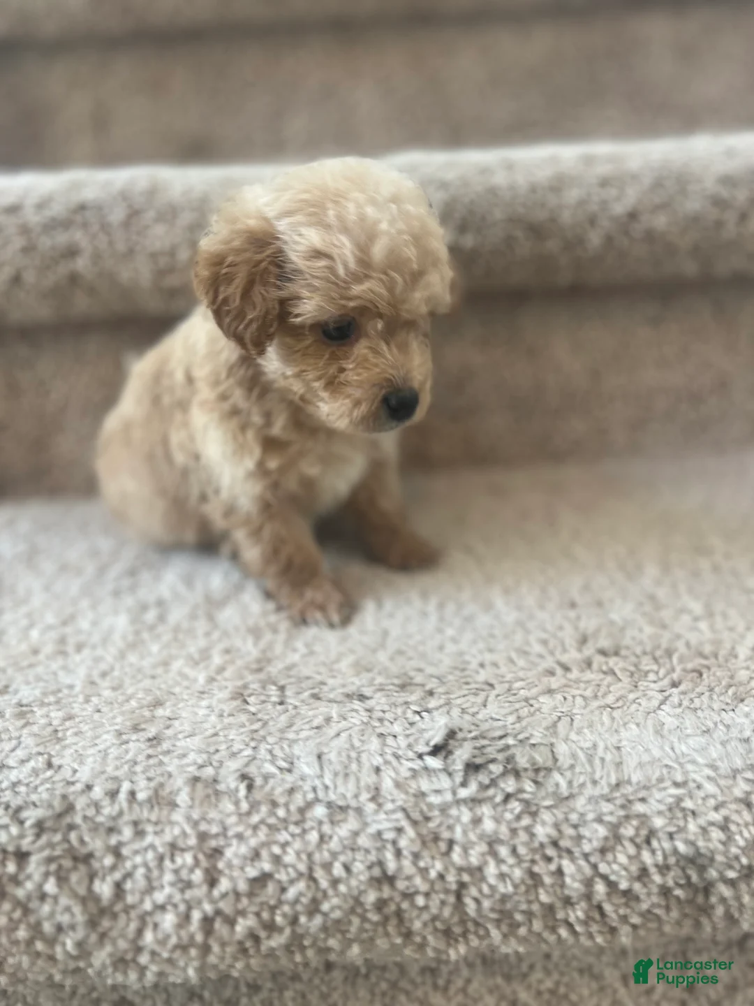 Maltipoo dogs for sale: Briana - Ad 11