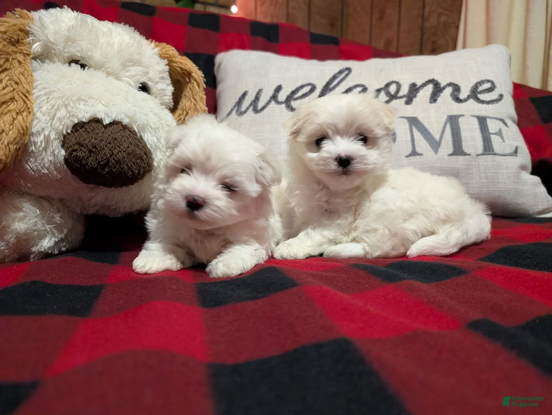 Maltese dogs for sale: Maltese Puppy 2 - Ad 10