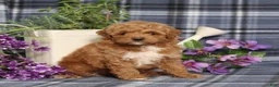 Miniature Poodle dogs for sale: Trina - Ad 1