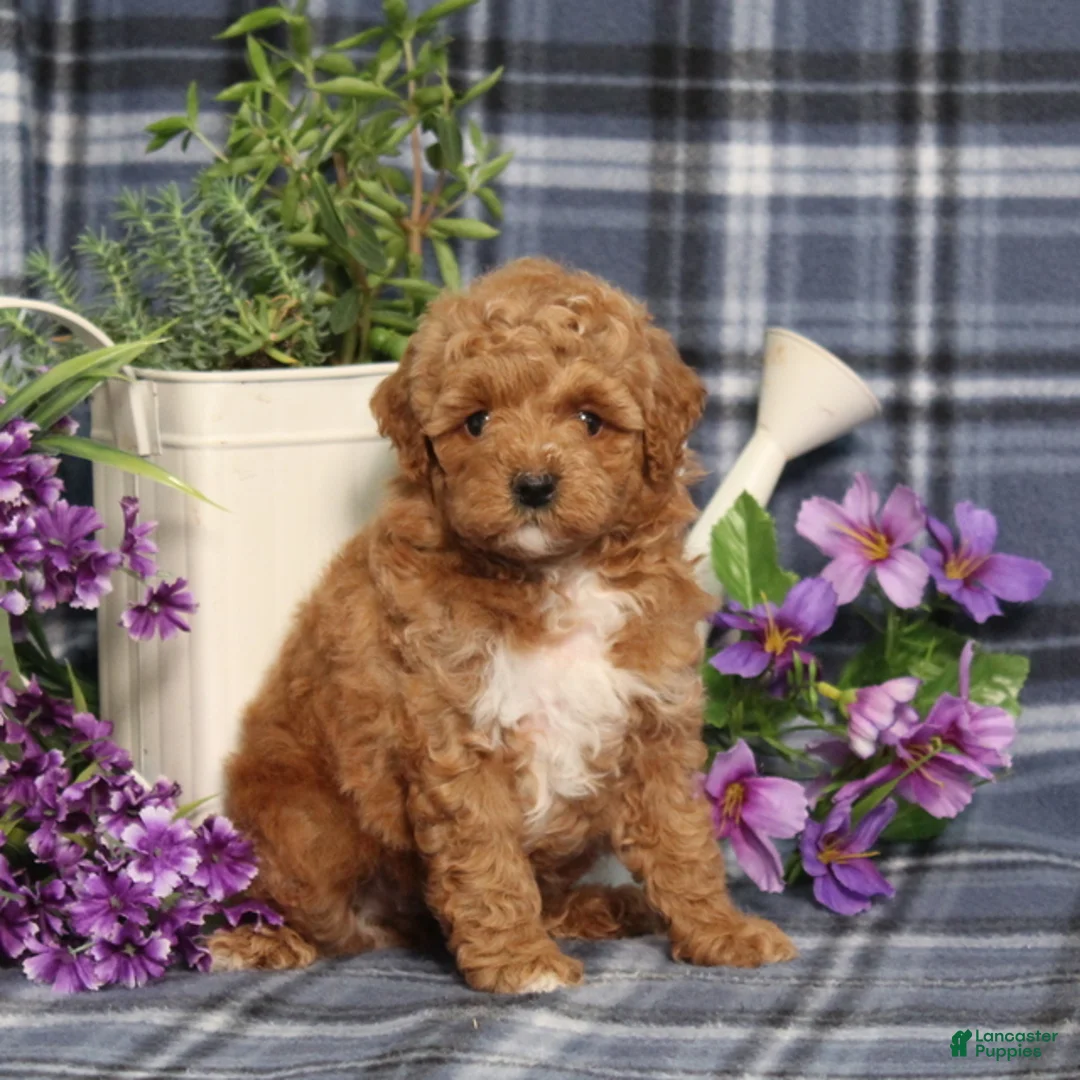 Miniature Poodle dogs for sale: Trina - Ad 1