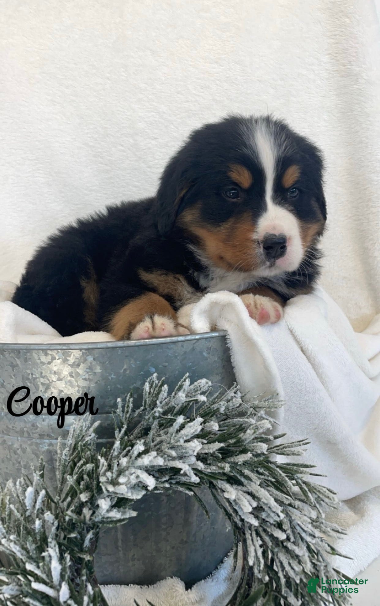 Bernese Mountain Dog dogs Cooper - Ad 3