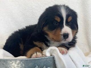 Bernese Mountain Dog dogs Cooper - Ad 3