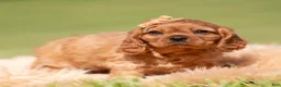 Cavalier King Charles Spaniel dogs for sale: Muphy KAC - Ad 4