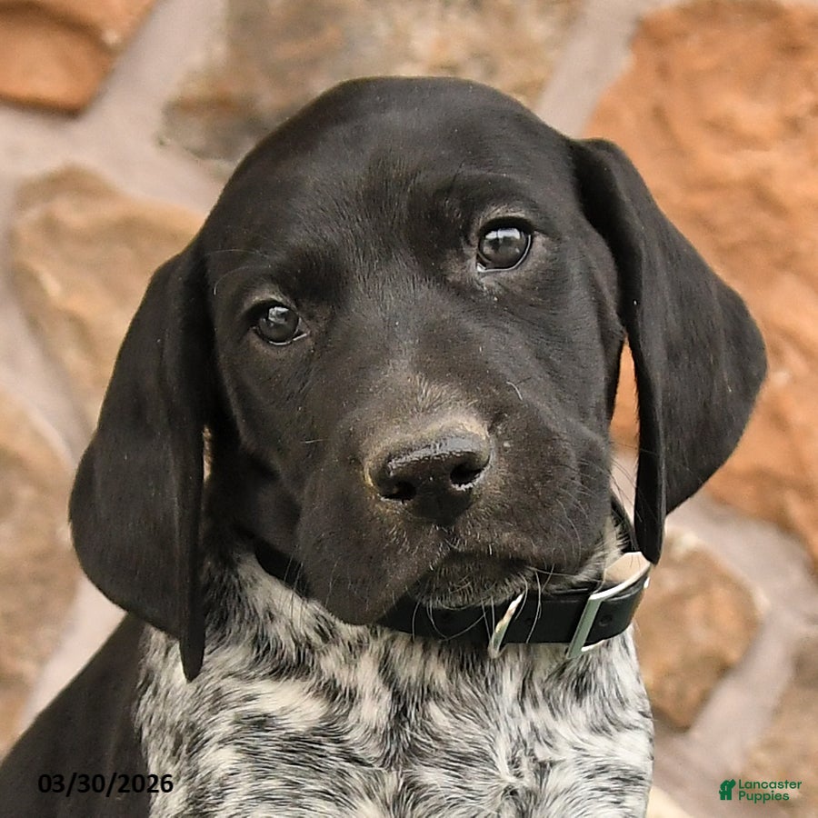 German Shorthaired Pointer dogs Dave - Ad 2