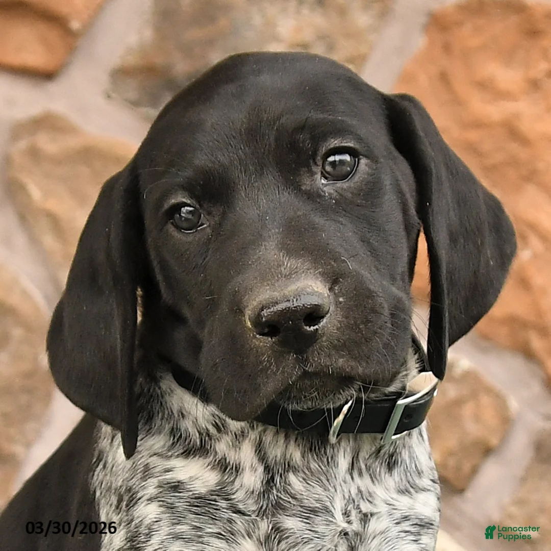 German Shorthaired Pointer dogs for sale: Dave - Ad 2