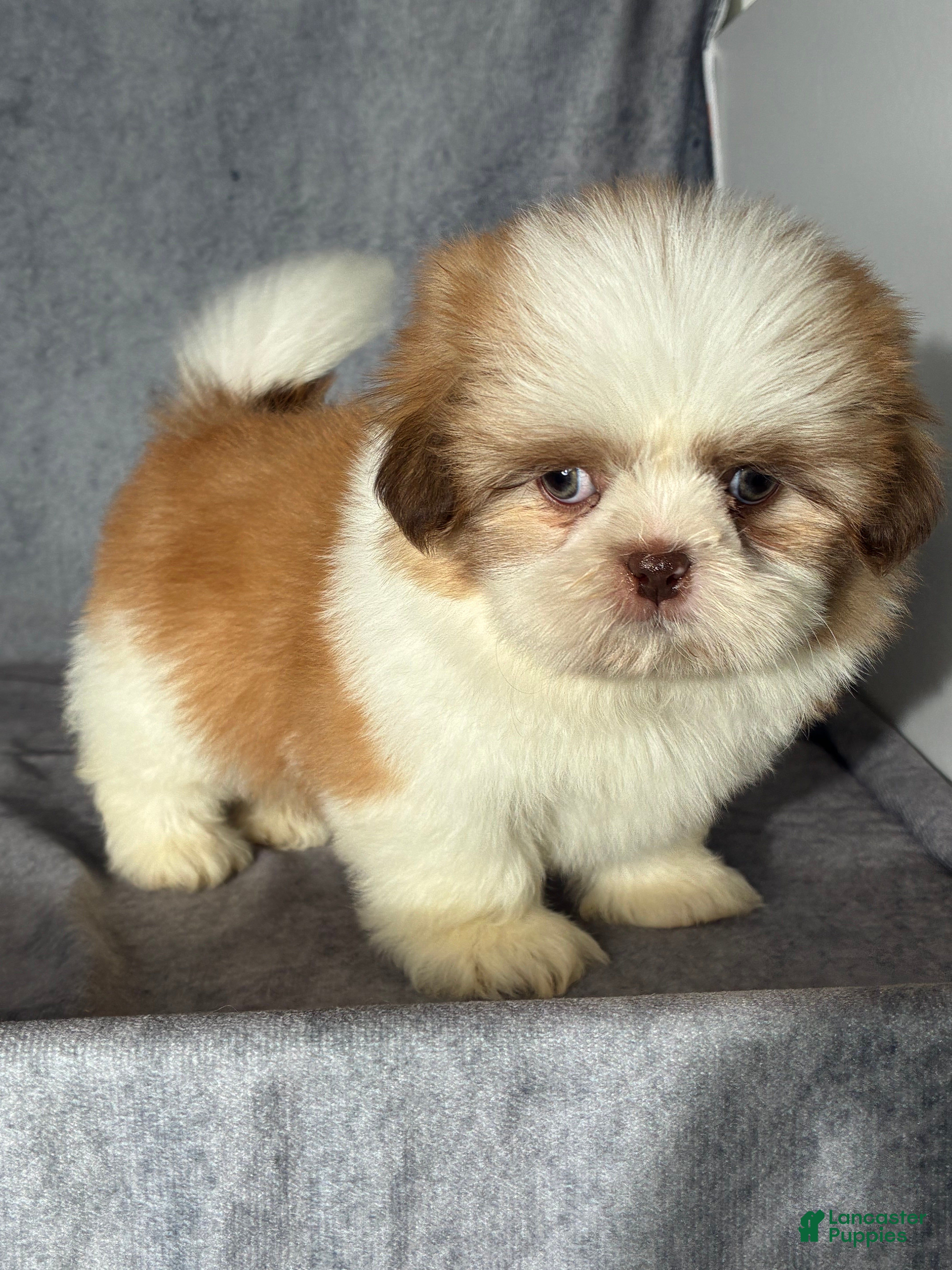 Shih Tzu dogs Kia (AKC) - Ad 1