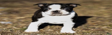 Ryan a Boston Terrier Puppy 