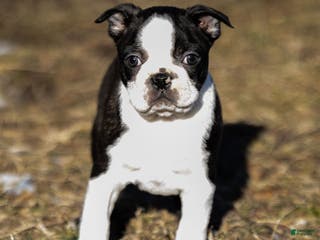 Boston Terrier dogs Ryan a Boston Terrier Puppy - Ad 2