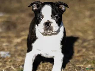 Boston Terrier dogs Ryan a Boston Terrier Puppy - Ad 3