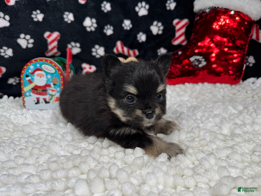 Pomeranian dogs for sale: Pomeranian Puppy 1 - Ad 2