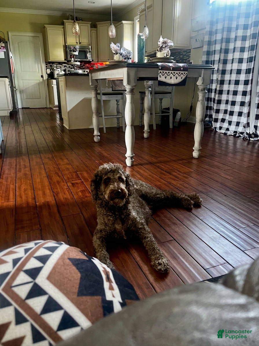 Labradoodle dogs for sale: Orange Collar Boy  - Ad 2
