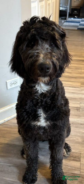 Goldendoodle dogs Goldendoodle Puppy 3 - Ad 2