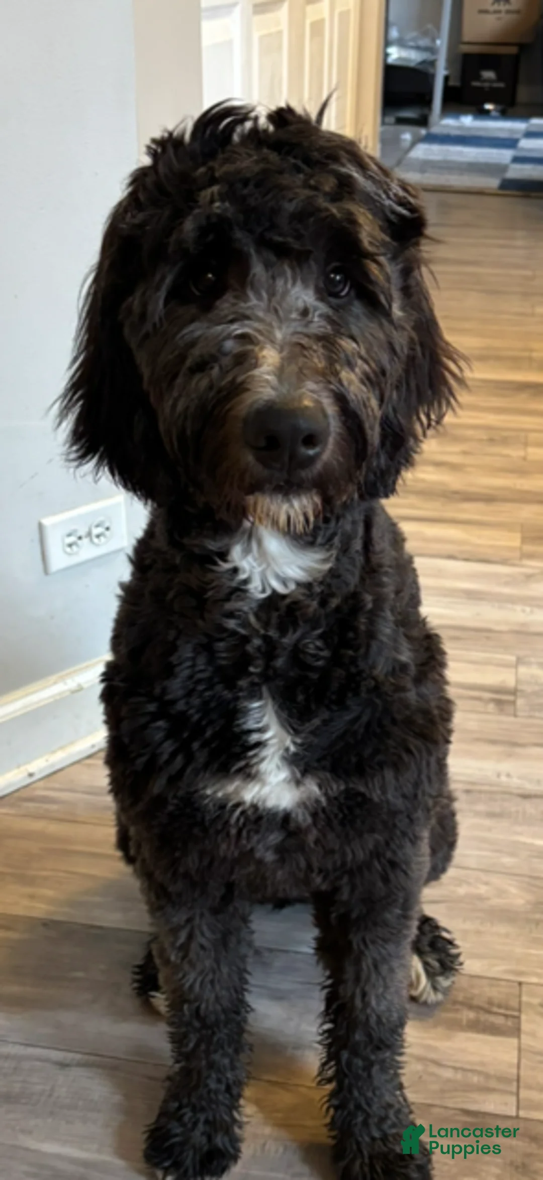 Goldendoodle dogs for sale: Goldendoodle Puppy 3 - Ad 2