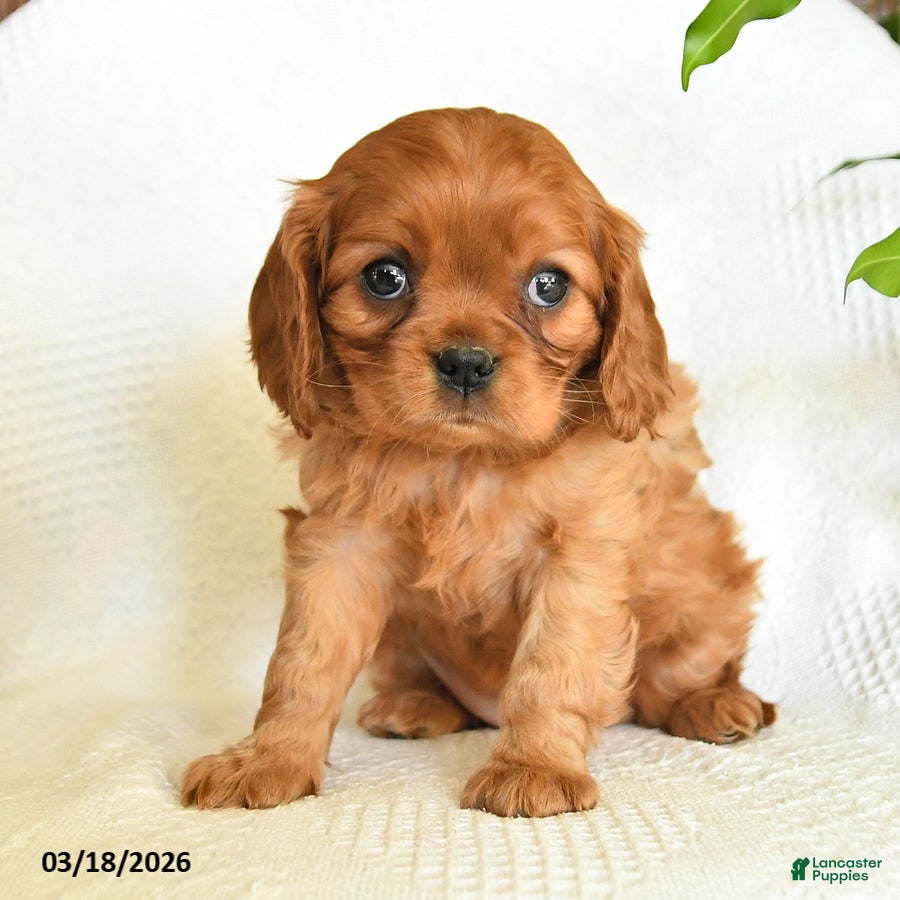 Cavalier King Charles Spaniel dogs Cassidy - Ad 2