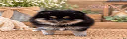 Pomeranian dogs for sale: Pomeranian 2 - Ad 3