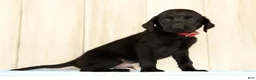 Labrador Retriever dogs for sale: Banner - Ad 3