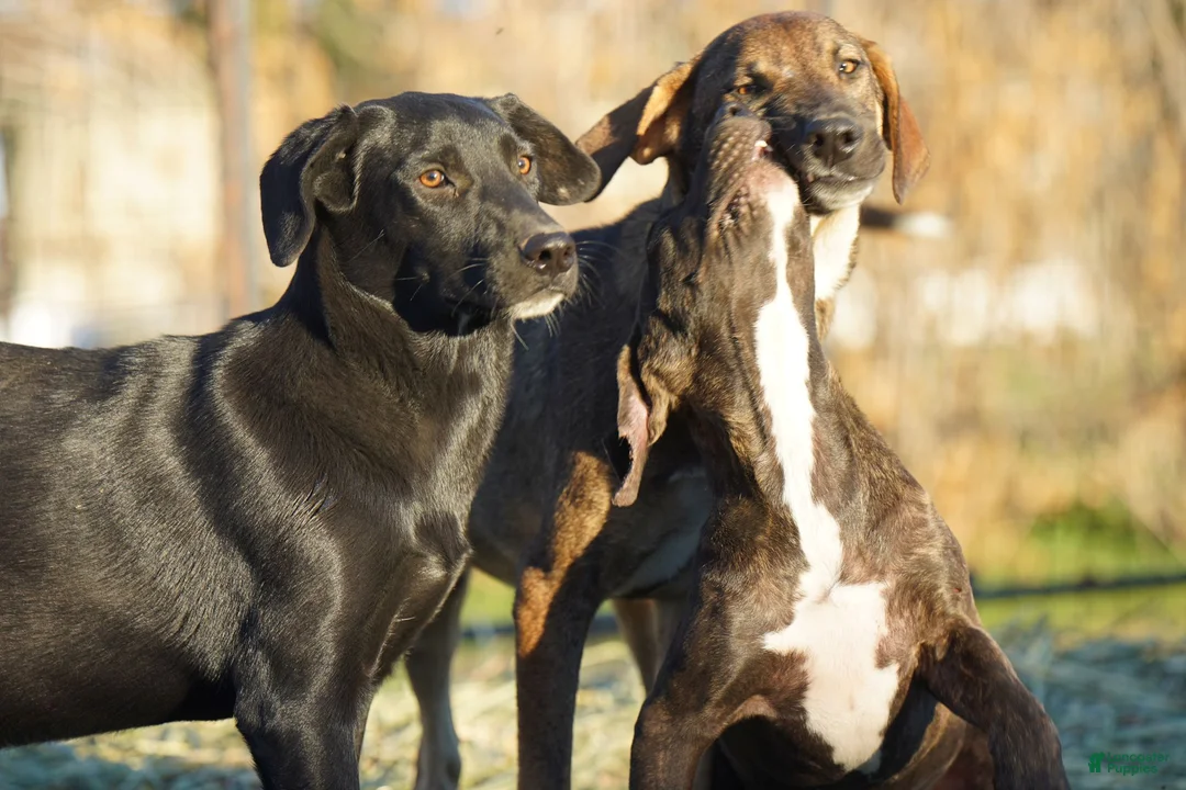 Mixed Breed dogs for sale: Jet Tiscar Farm Dog - Ad 24