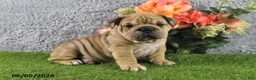English Bulldog dogs for sale: Maggie - Ad 1