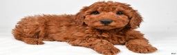 Miniature Poodle dogs for sale: Jasper - Ad 2