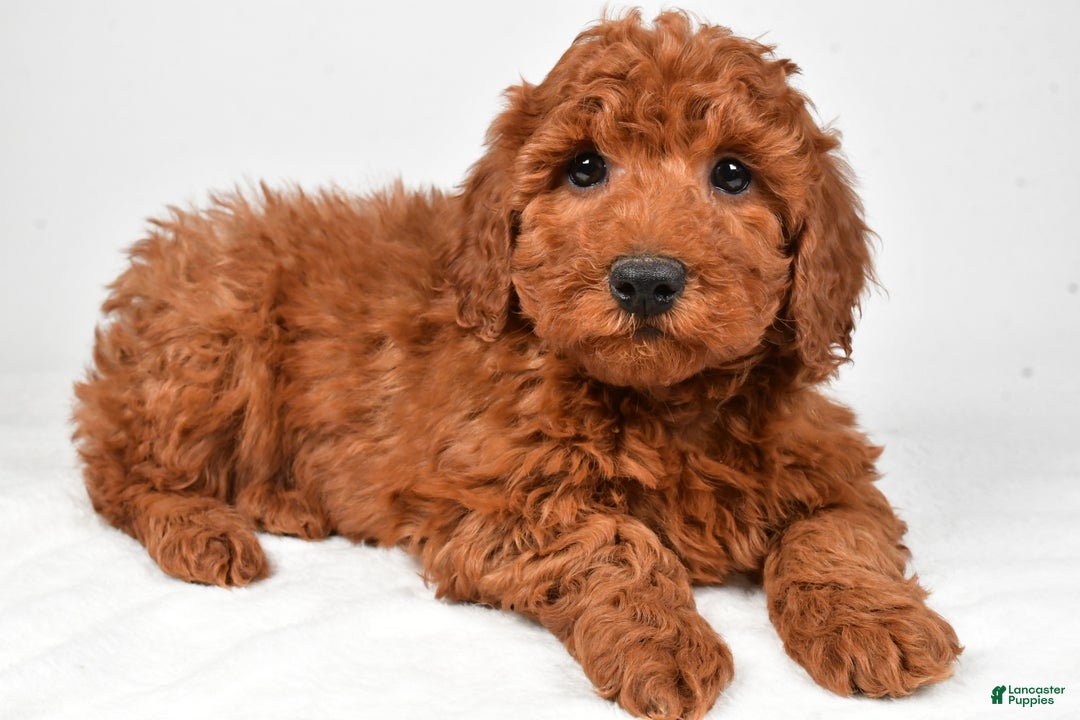 Miniature Poodle dogs for sale: Jasper - Ad 2