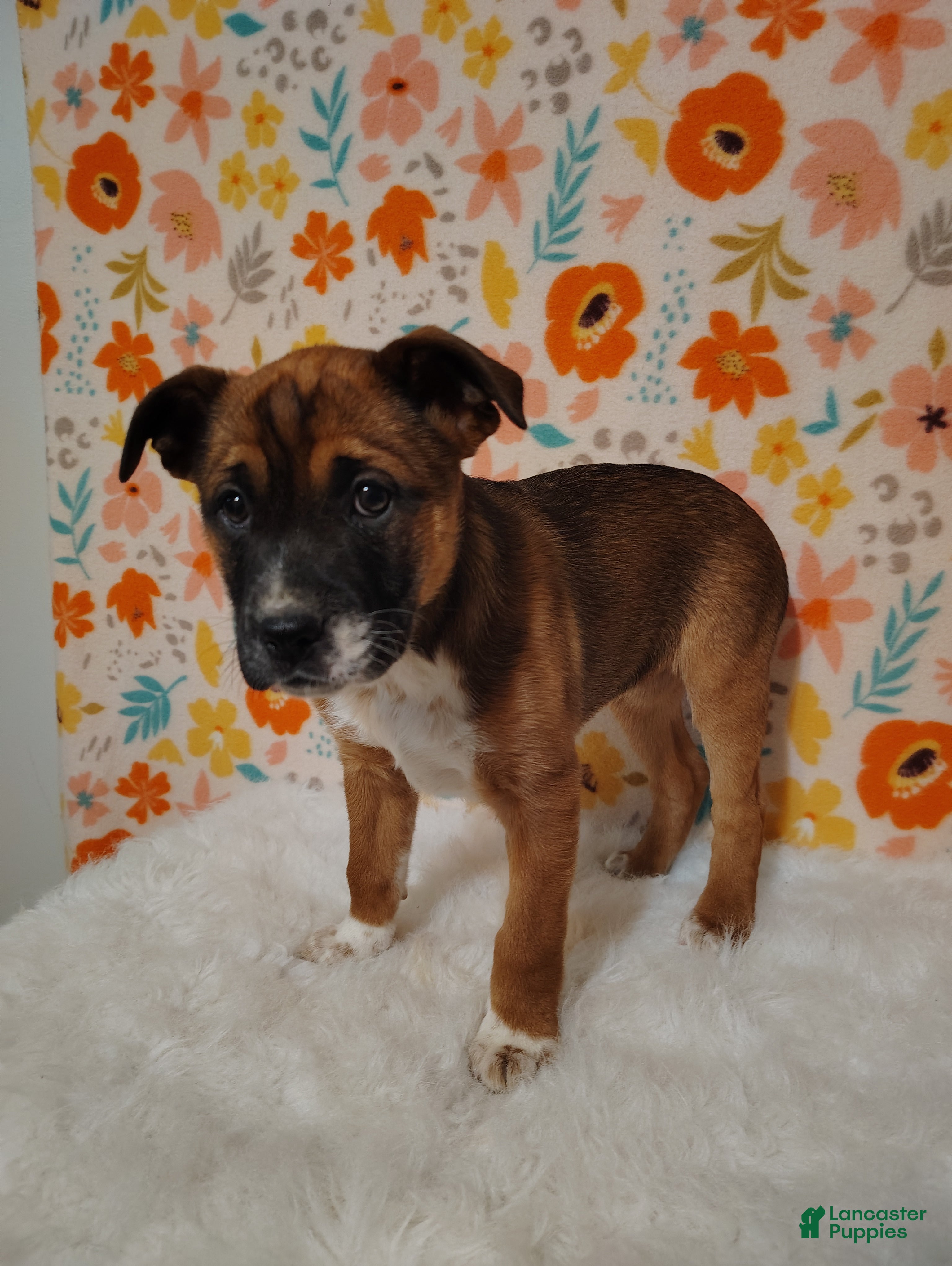 Mixed Breed dogs Belle - Ad 2