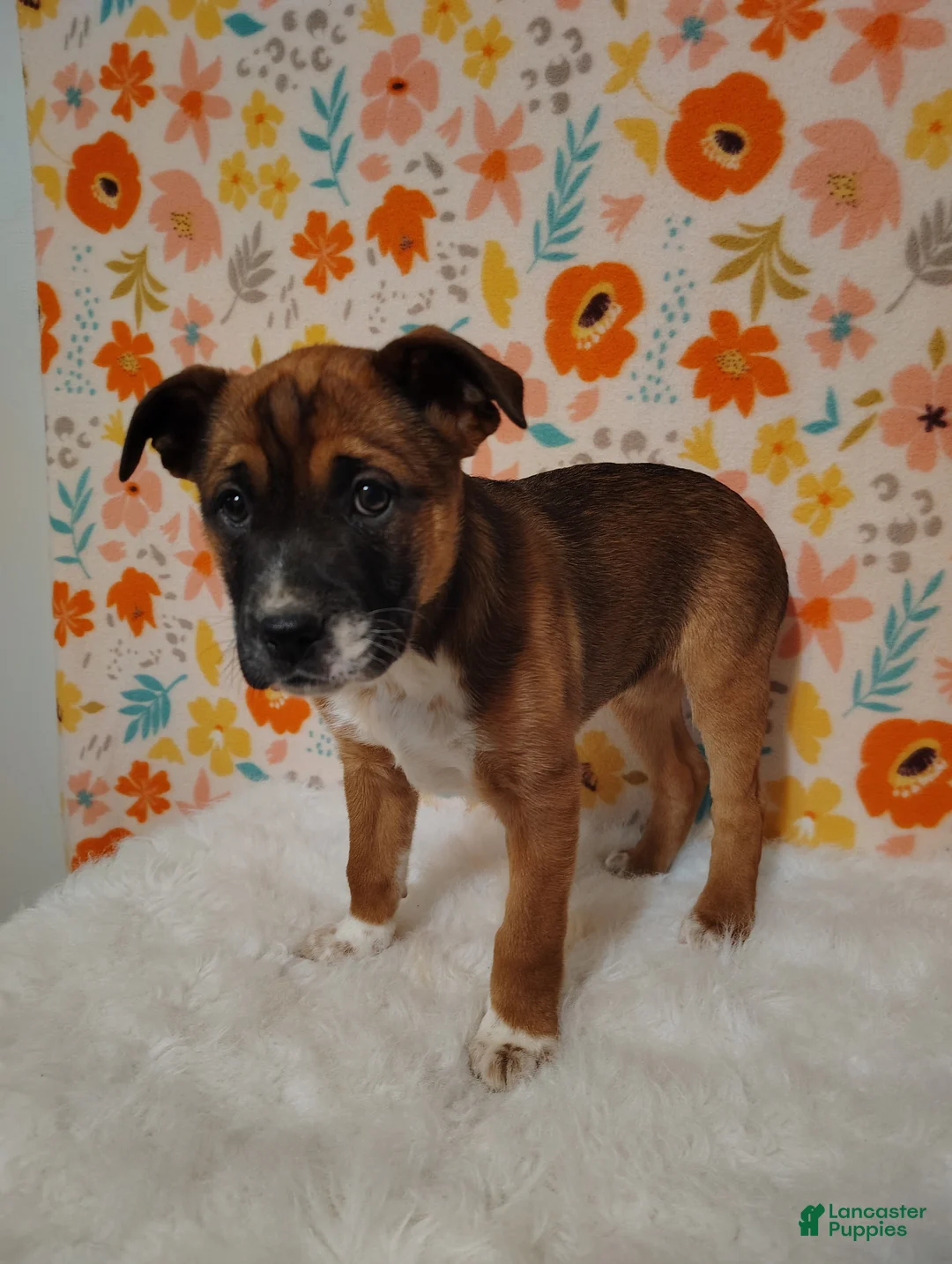 Mixed Breed dogs for sale: Belle - Ad 2