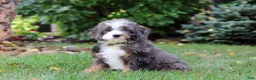 Mini Bernedoodle dogs for sale: Whyatt - Ad 3