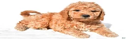 Mini Goldendoodle dogs for sale: Alice - Ad 6
