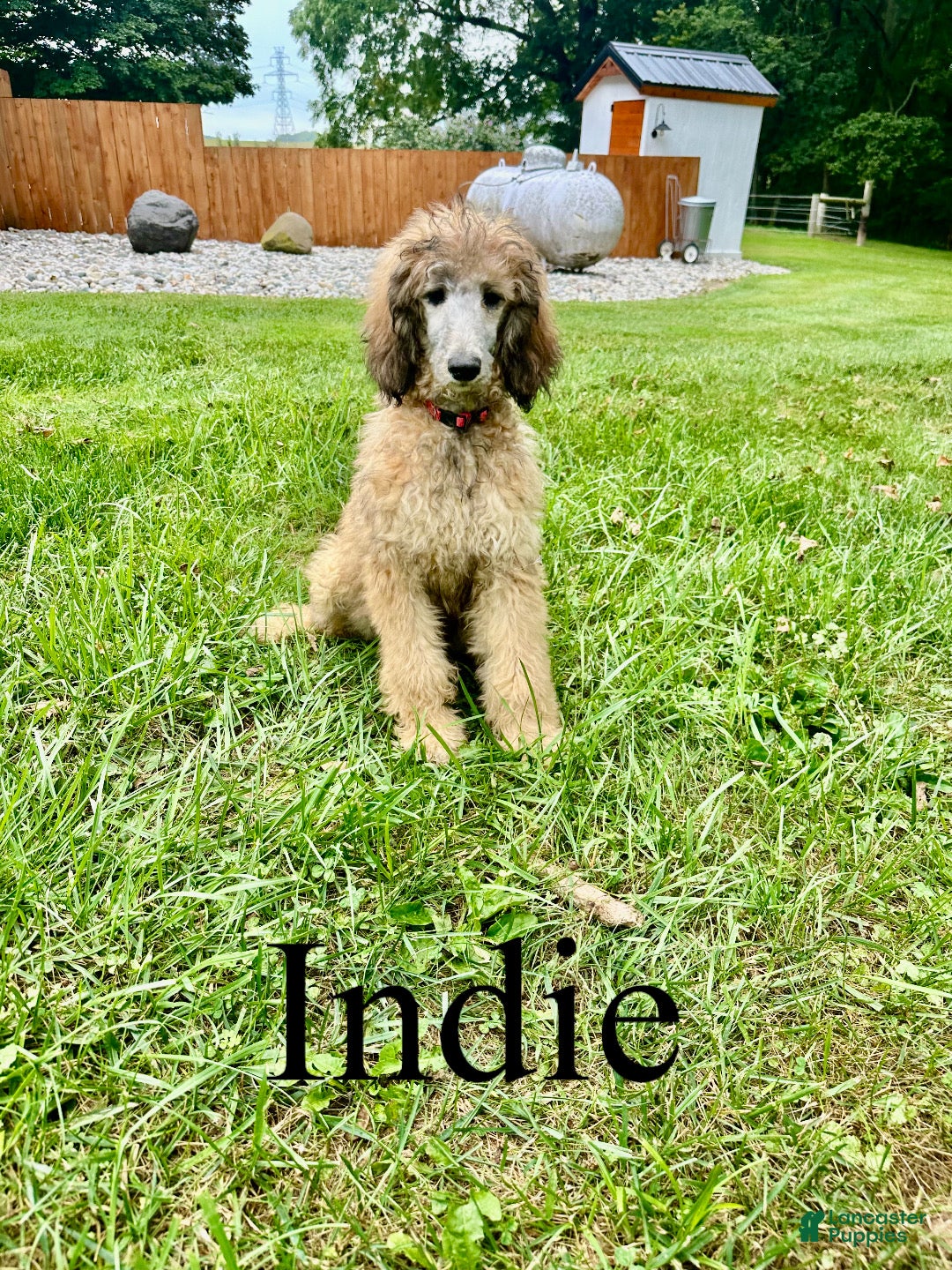 Standard Poodle dogs Indie - Ad 1