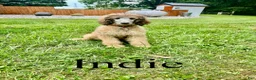 Standard Poodle dogs for sale: Indie - Ad 1