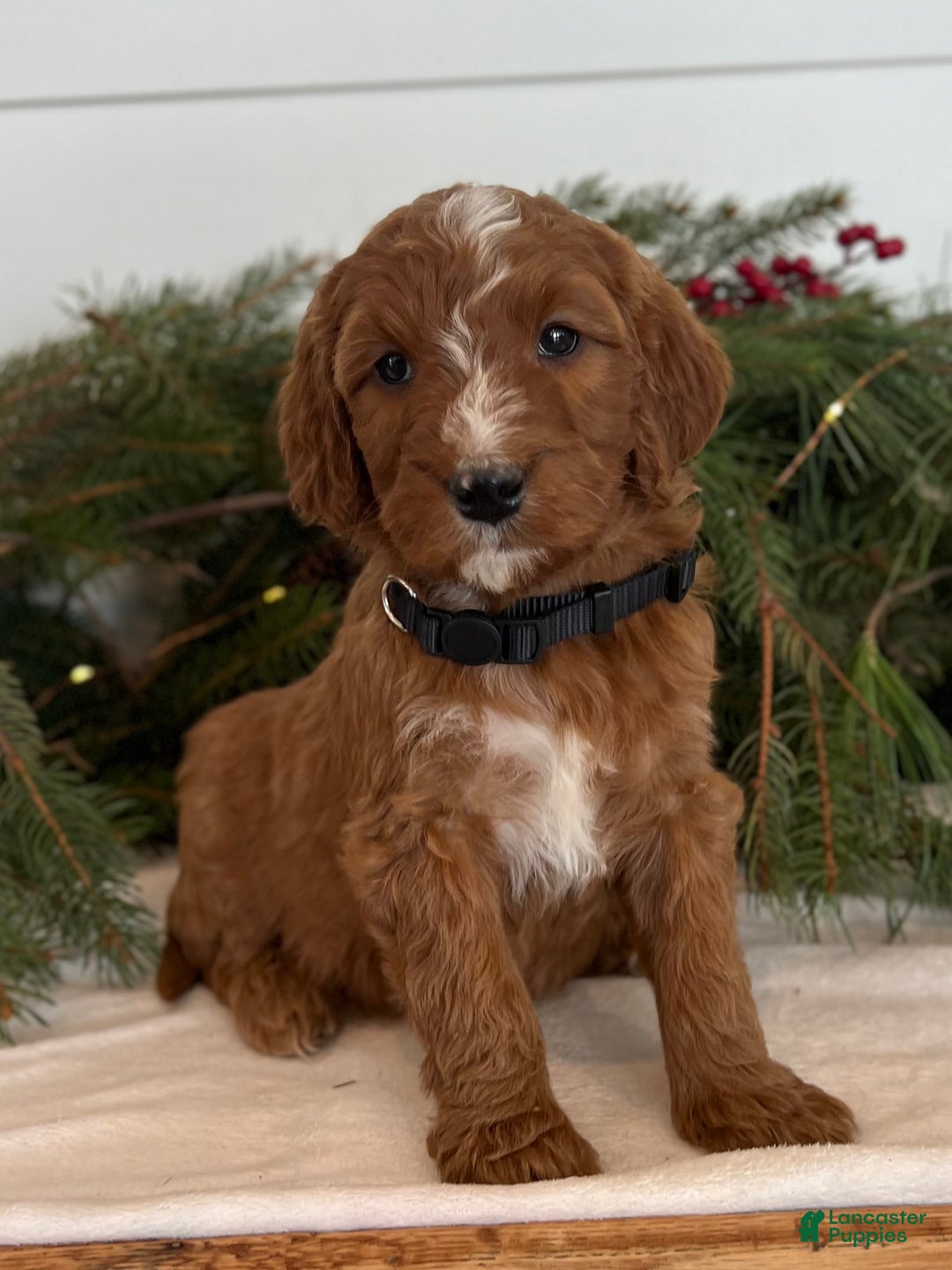 Irish Doodle dogs for sale: Holly - Ad 1