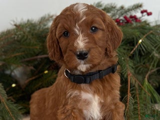 Irish Doodle dogs Holly - Ad 2