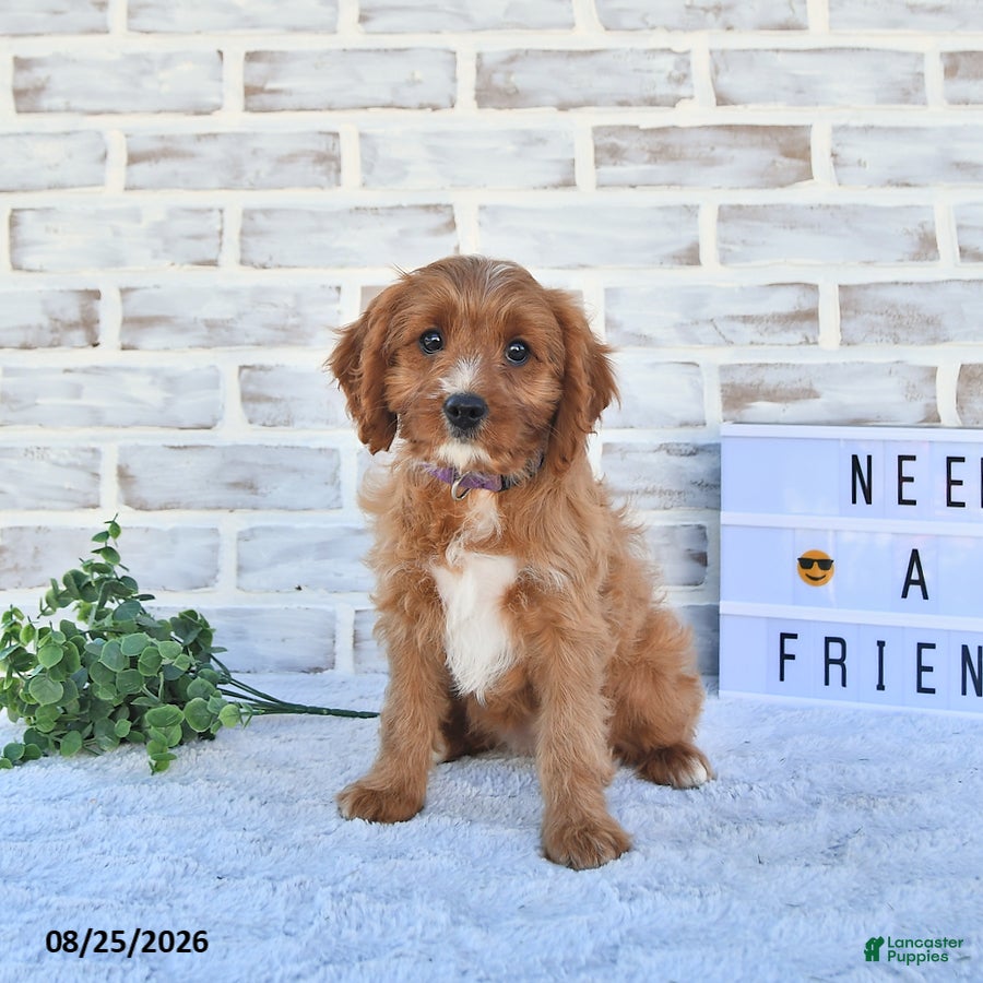 Cavapoo dogs Carma - Ad 1
