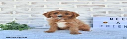 Cavapoo dogs for sale: Carma - Ad 1