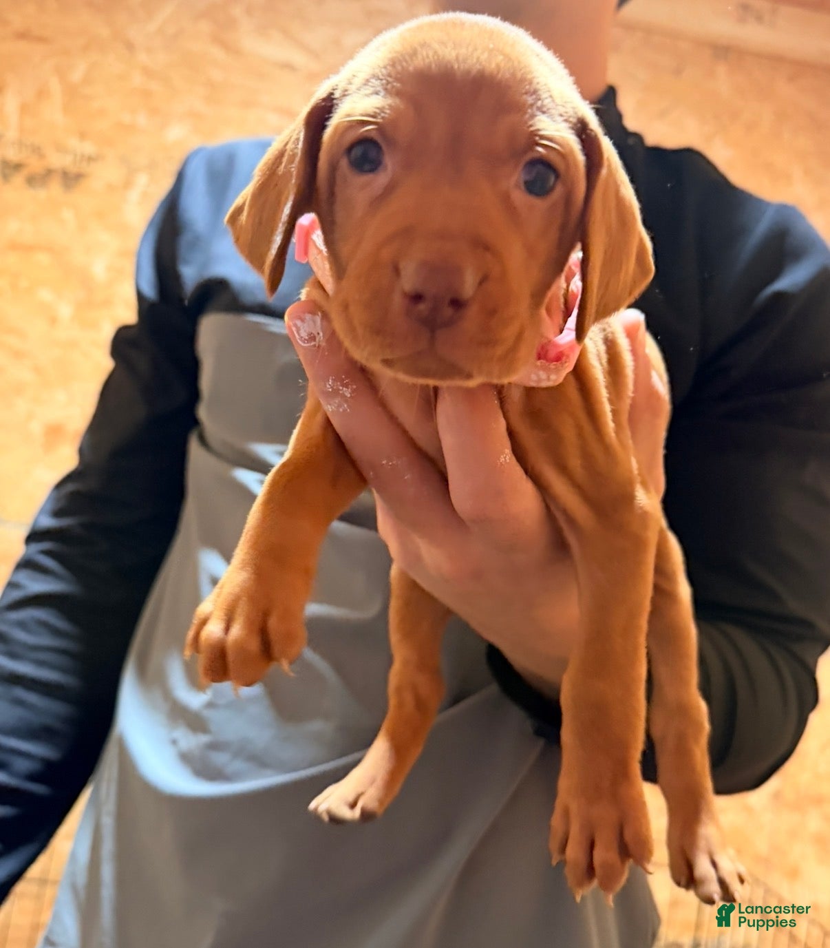 Vizsla dogs Light Pink Female  - Ad 1