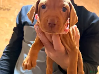 Vizsla dogs Light Pink Female - Ad 5
