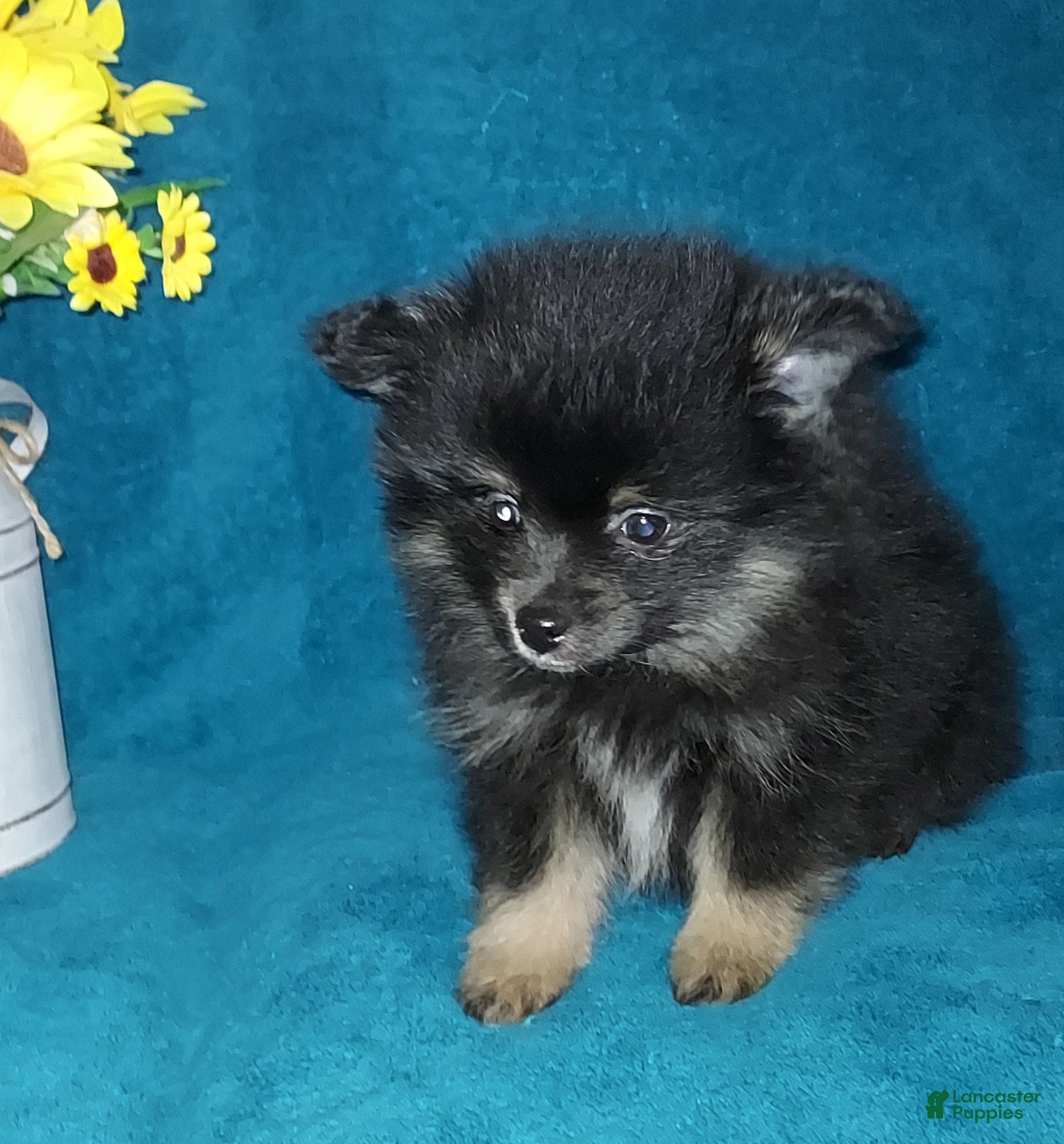 Pomeranian dogs Little Biddy - Ad 2