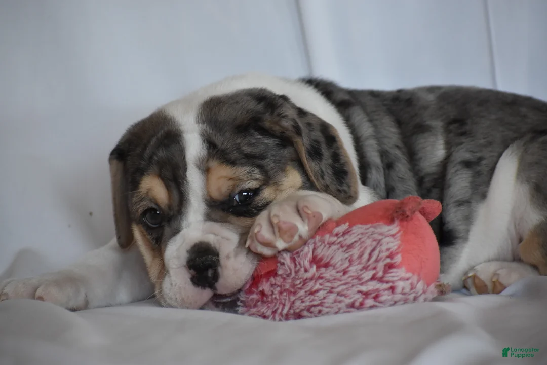 Beabull dogs for sale: Iris - Ad 11