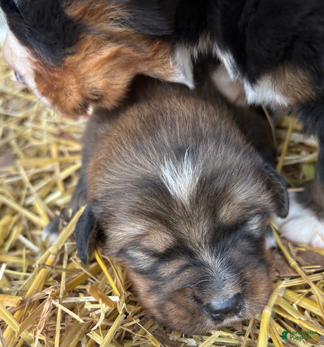 Mixed Breed dogs for sale: Tibetan Mastiff/Bernese Mountain Dog Male 1 - Ad 2
