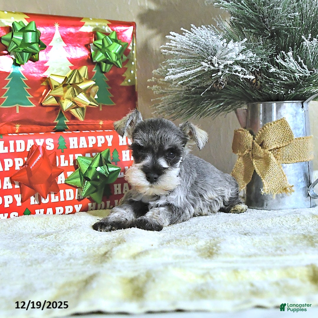 Miniature Schnauzer dogs for sale: Nick  - Ad 2