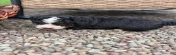 Mini Bernedoodle dogs for sale: Blaze - Ad 6