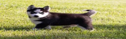 Siberian Husky dogs for sale: Donald - Ad 6