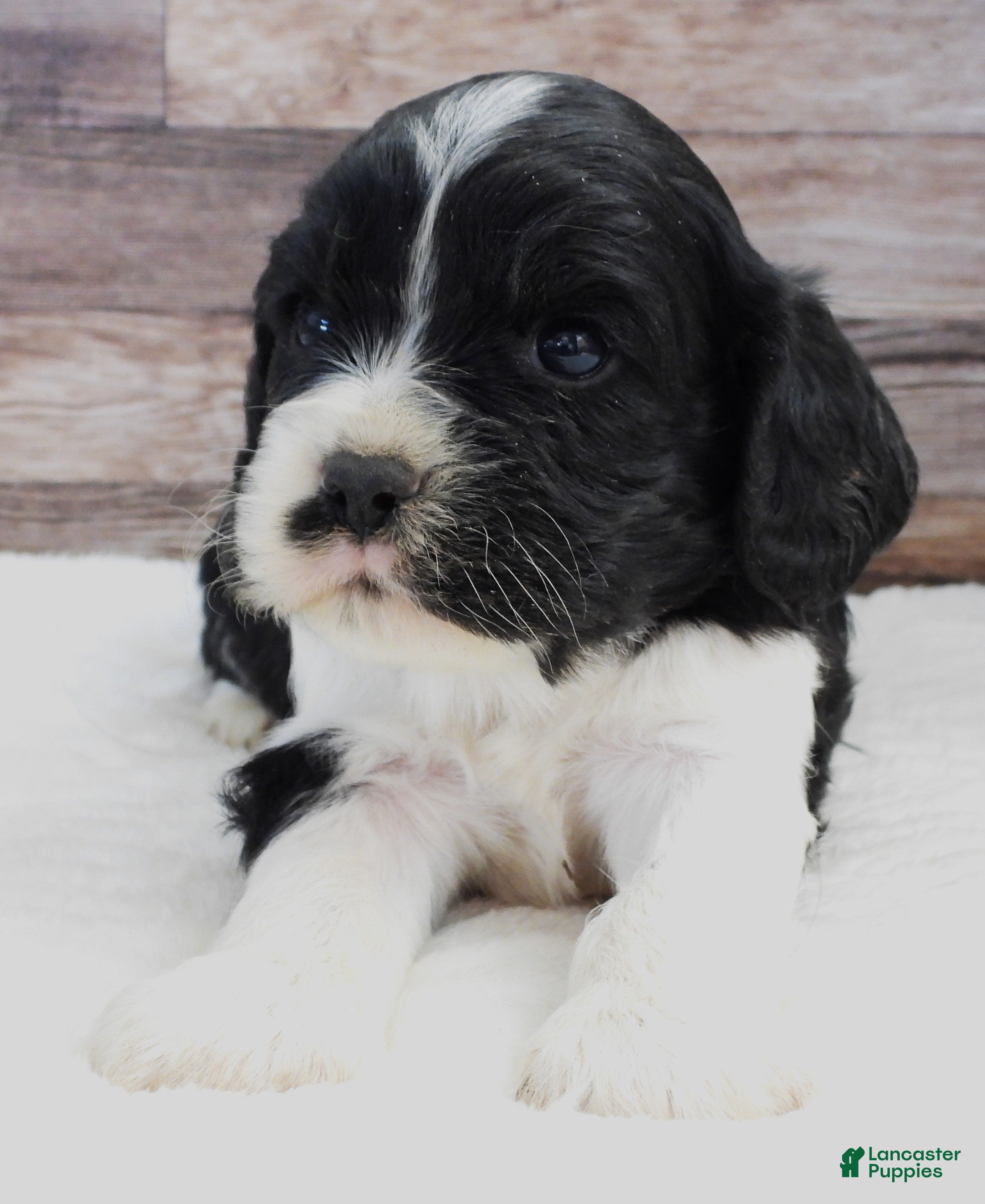 Mixed Breed dogs Cockalier #7 Male - Ad 24