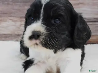 Mixed Breed dogs Cockalier #7 Male - Ad 24