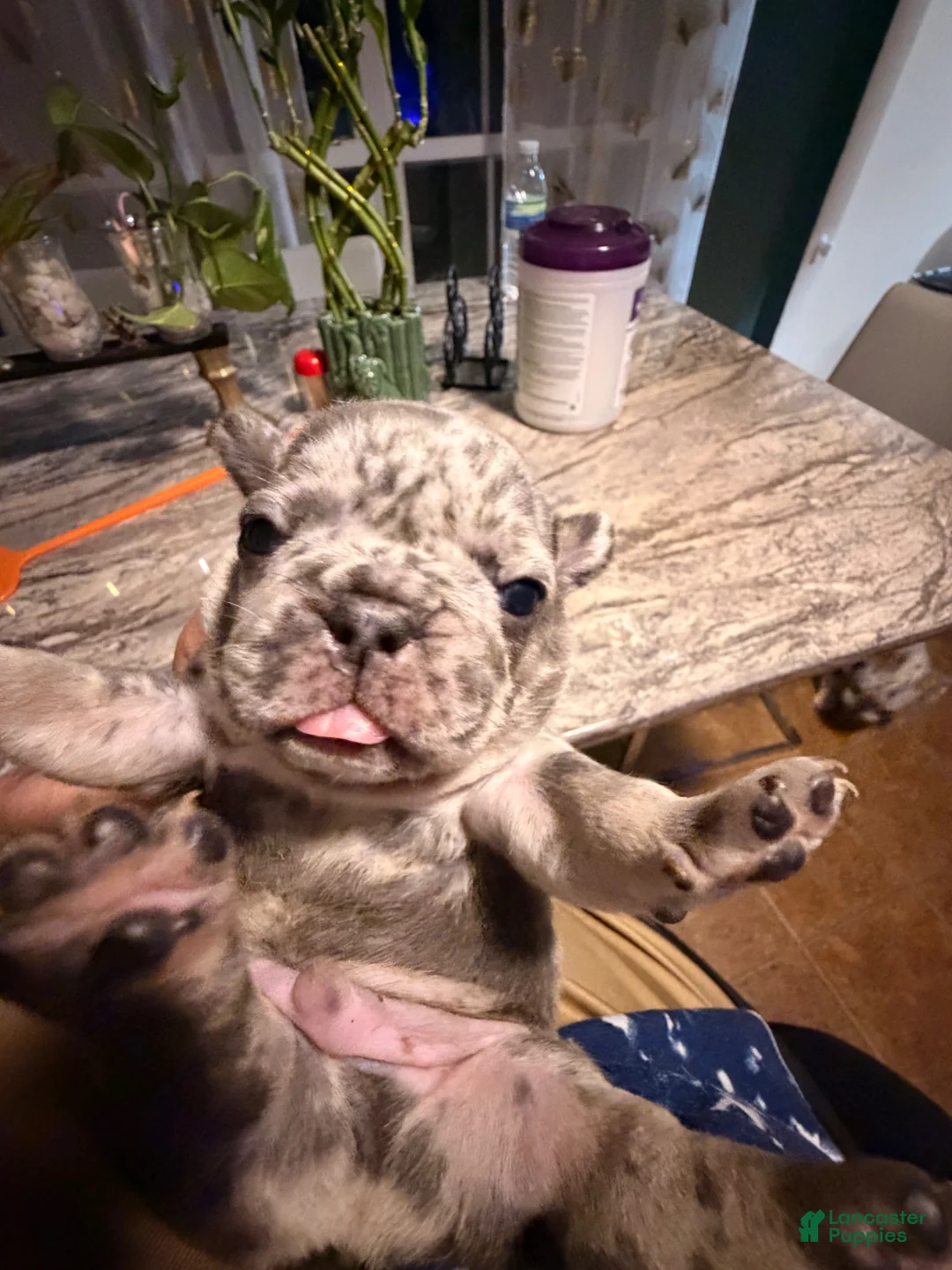 French Bulldog dogs for sale: French Bulldog Puppy 1 - Ad 2
