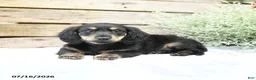Miniature Dachshund dogs for sale: Duncan - Ad 3