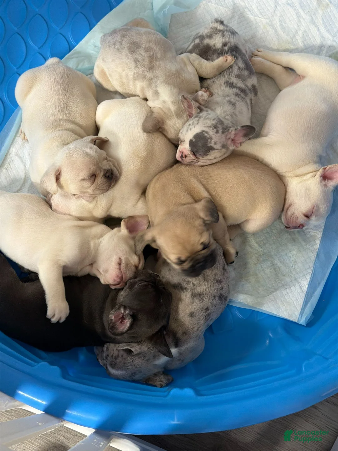 French Bulldog dogs for sale: 5 - Lilac Cream Female - Ad 5