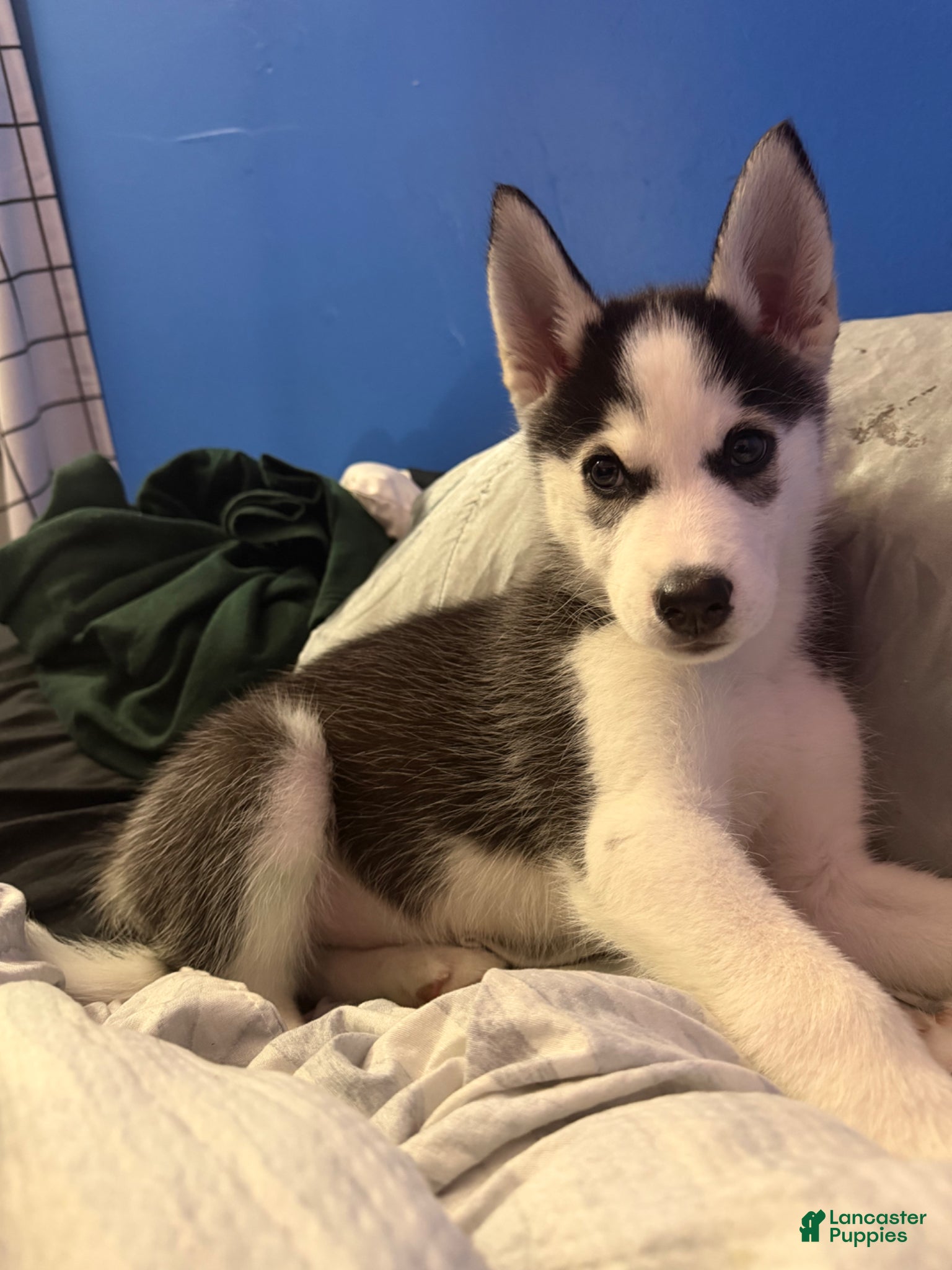 Siberian Husky dogs Siberian Husky Puppy 1 - Ad 1