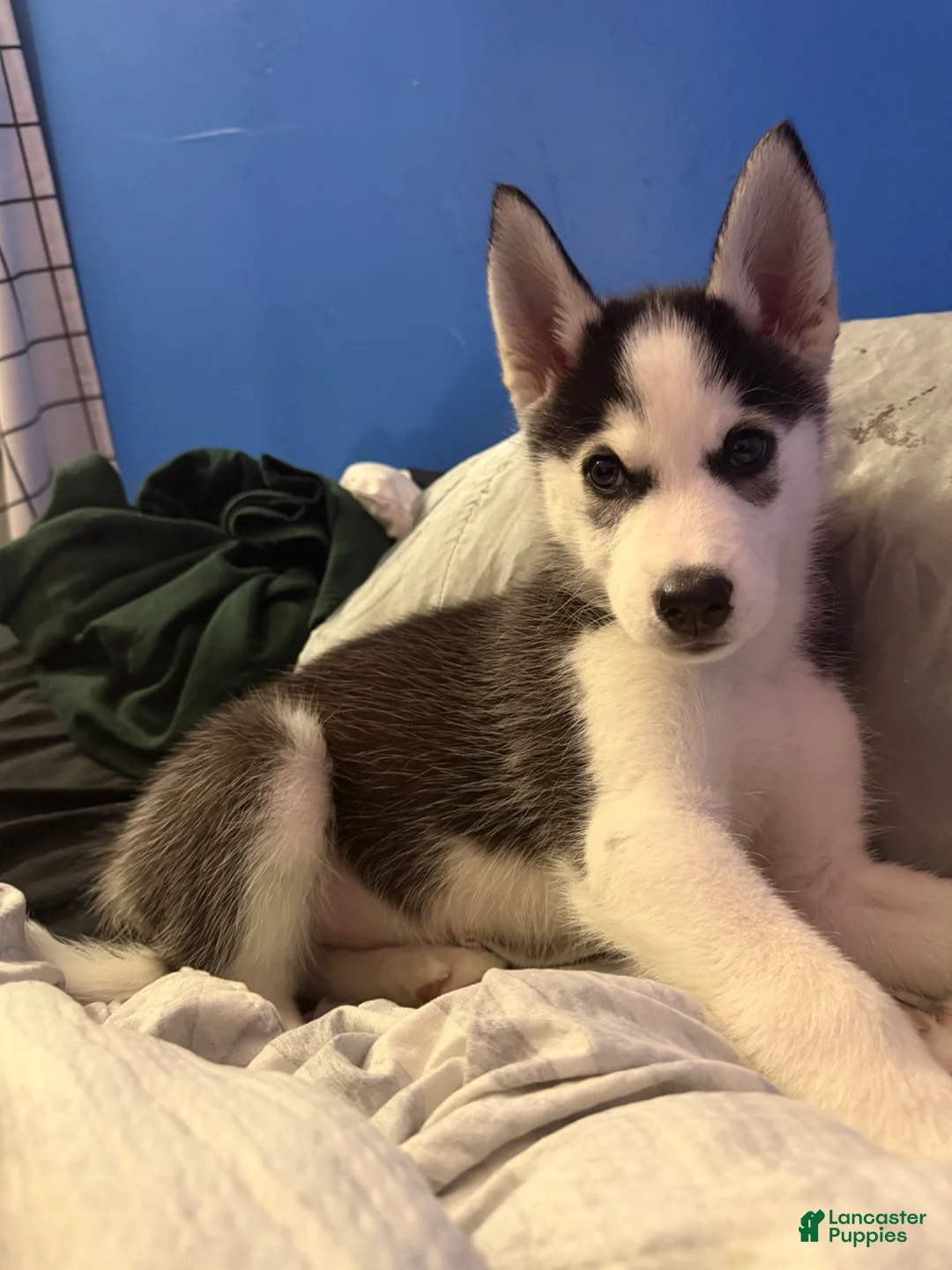 Siberian Husky dogs for sale: Siberian Husky Puppy 1 - Ad 1